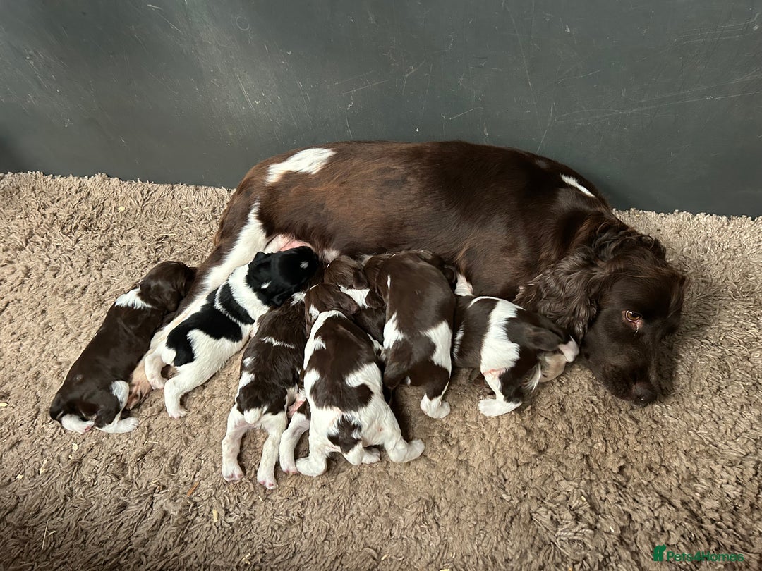 English Springer Spaniel dogs for sale: Springer spaniel puppies for sale  - Image 11
