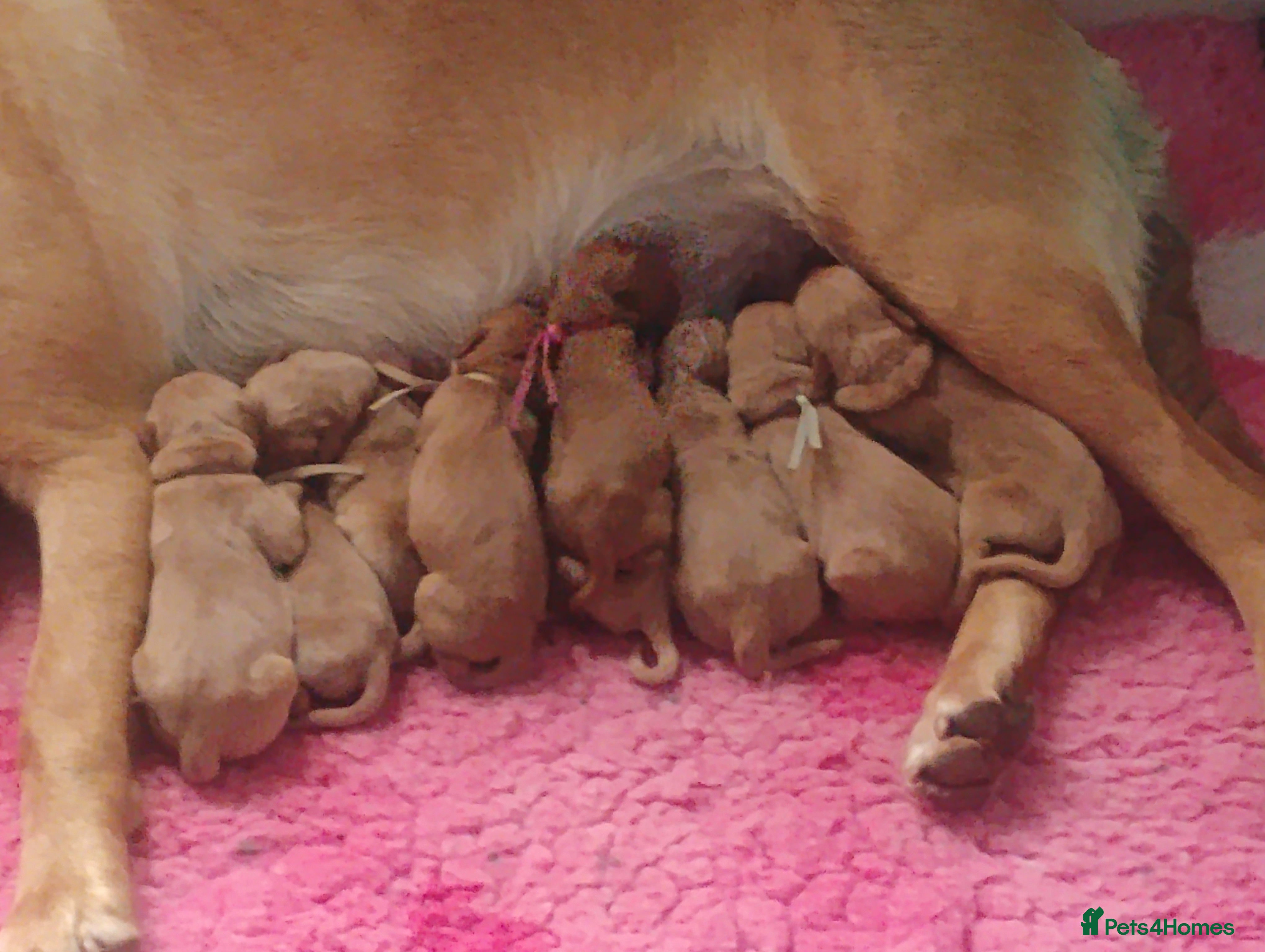 Labrador Retriever dogs Labrador puppies KC Fully health tested parents  - Advert 5