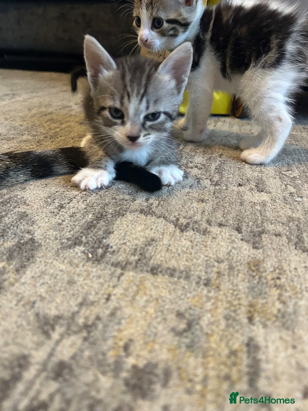 Mixed Breed cats for sale: Mixed breed girls kittens - Advert 2