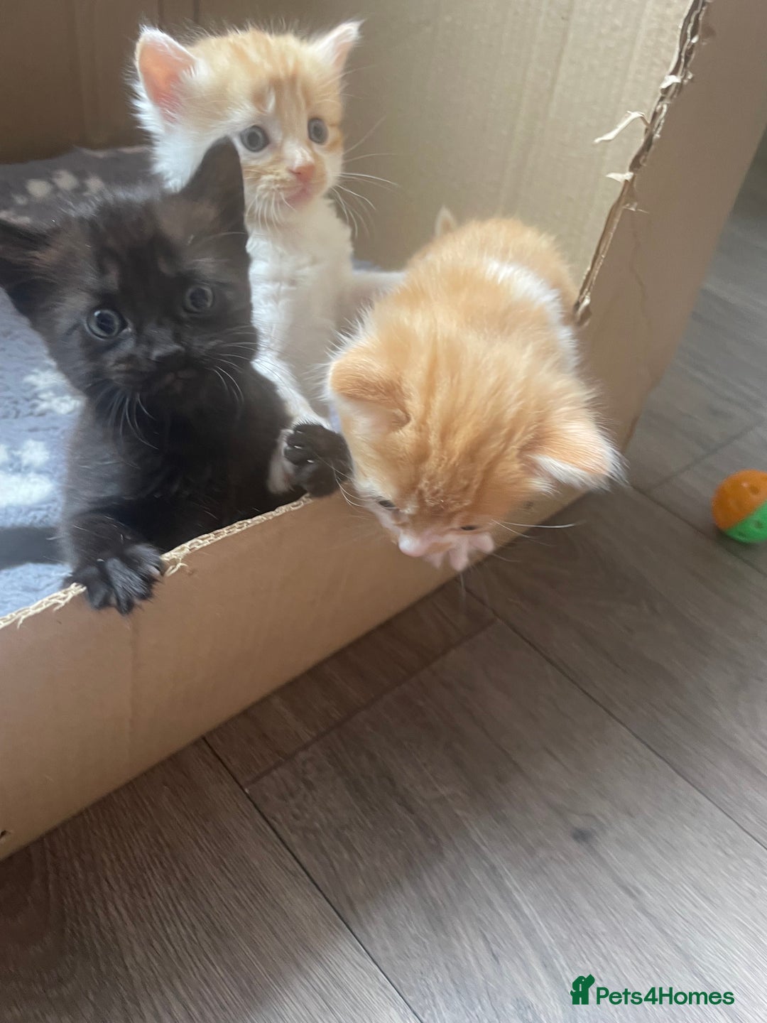 Bengal cats for sale: Kittens for sale  - Image 3