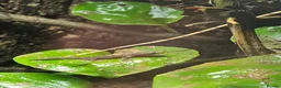 Gecko reptiles for sale: Mourning geckos  - Advert 3