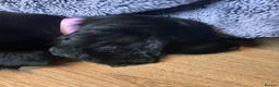 Cocker Spaniel dogs for sale: Ready to leave now! - Advert 7