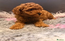 Toy Poodle dogs for sale: Beautiful Toy Poodle Puppies - Image 5