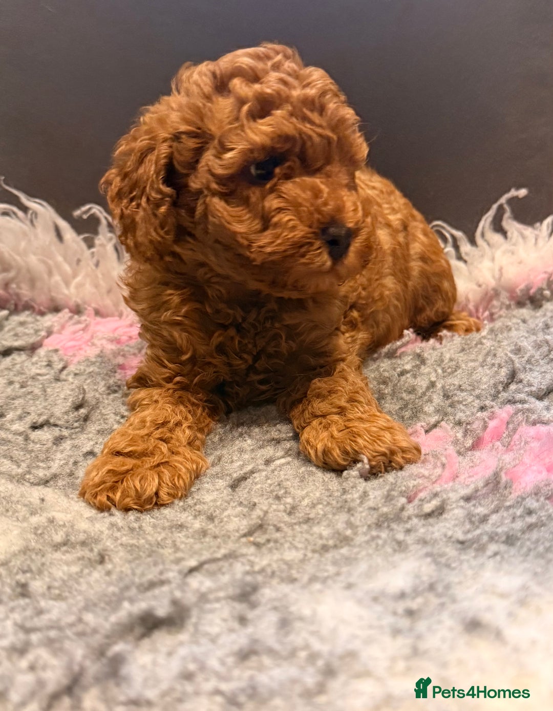 Toy Poodle dogs for sale: Beautiful Toy Poodle Puppies - Image 5