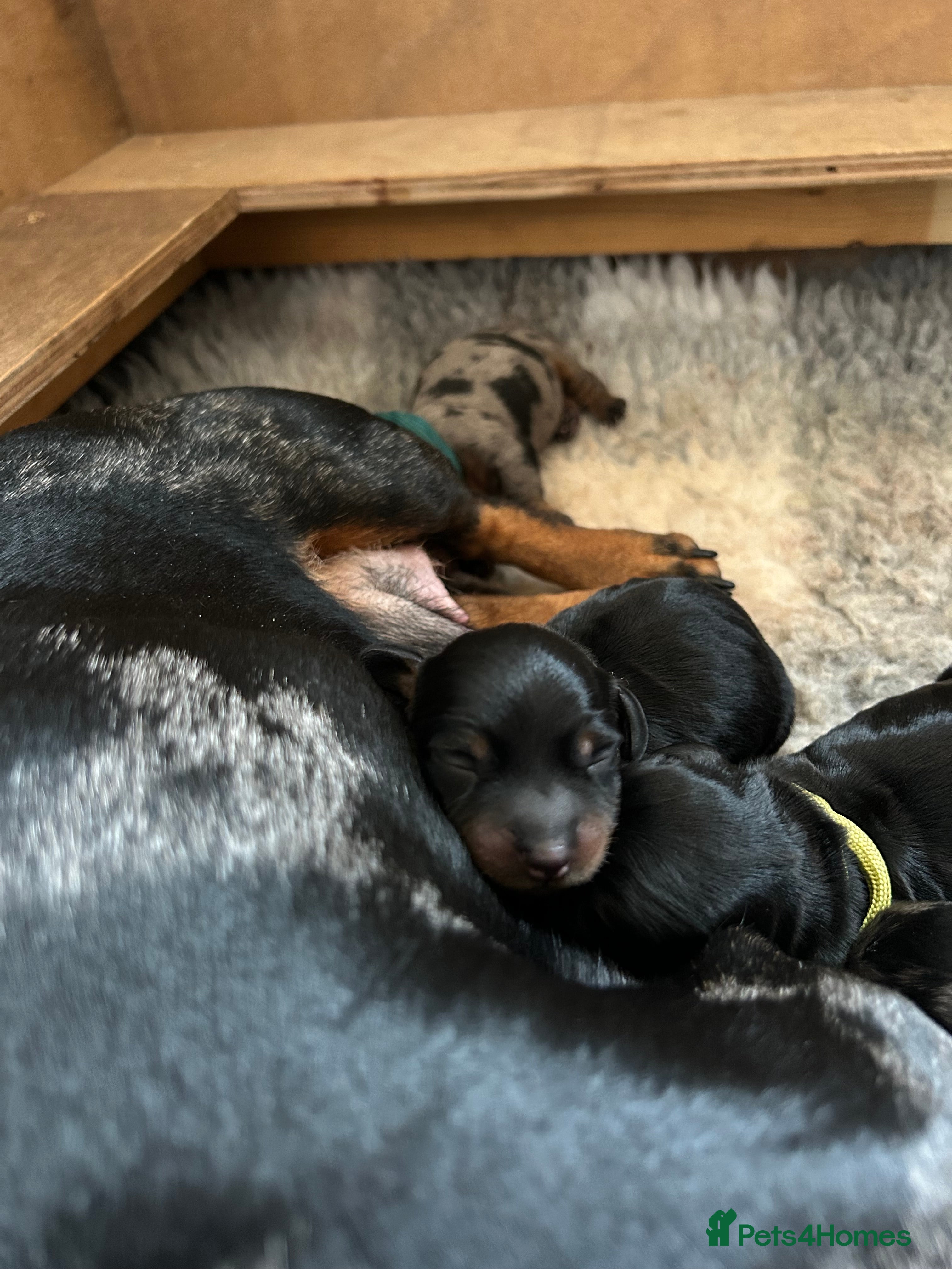 Miniature Dachshund dogs 2 Stunning Black and Tan Boys available. - Advert 4