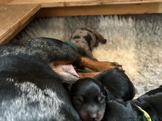 Miniature Dachshund dogs 2 Stunning Black and Tan Boys available. - Advert 4