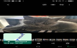 British Shorthair cats for sale: British Shorthair 1 little girl - Image 9