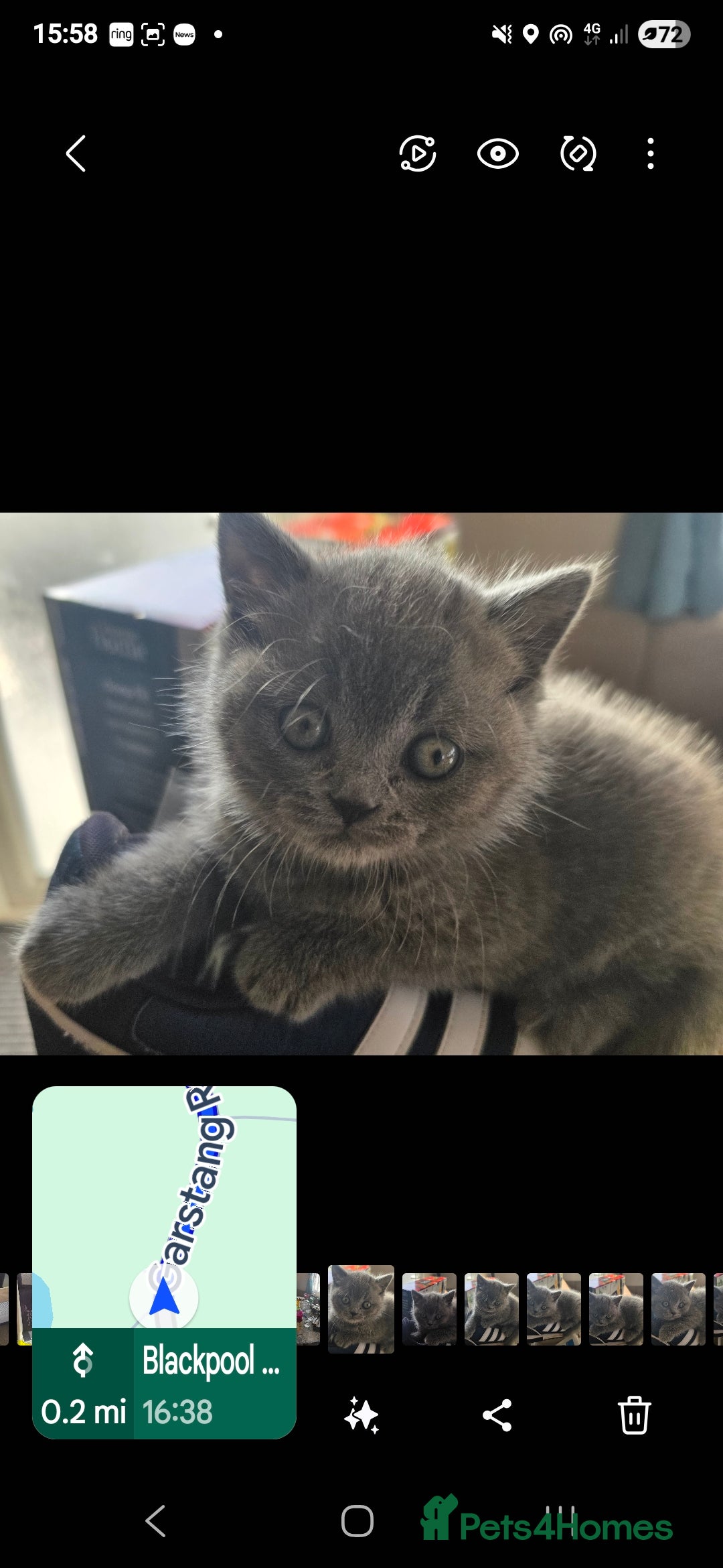 British Shorthair cats for sale: British Shorthair 1 little girl - Image 9