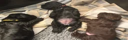 Sprocker dogs for sale: Beautiful litter of Sprocker spaniels  - Advert 5