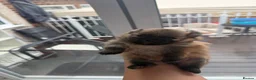 Pomeranian dogs for sale: Last Girl Pomeranian available!  - Advert 21