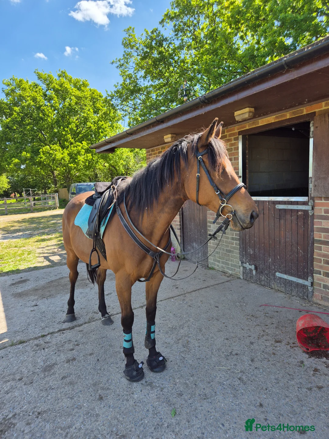 English Thoroughbred horses for sale: Now back in work lovely girl looking for new home - Advert 2