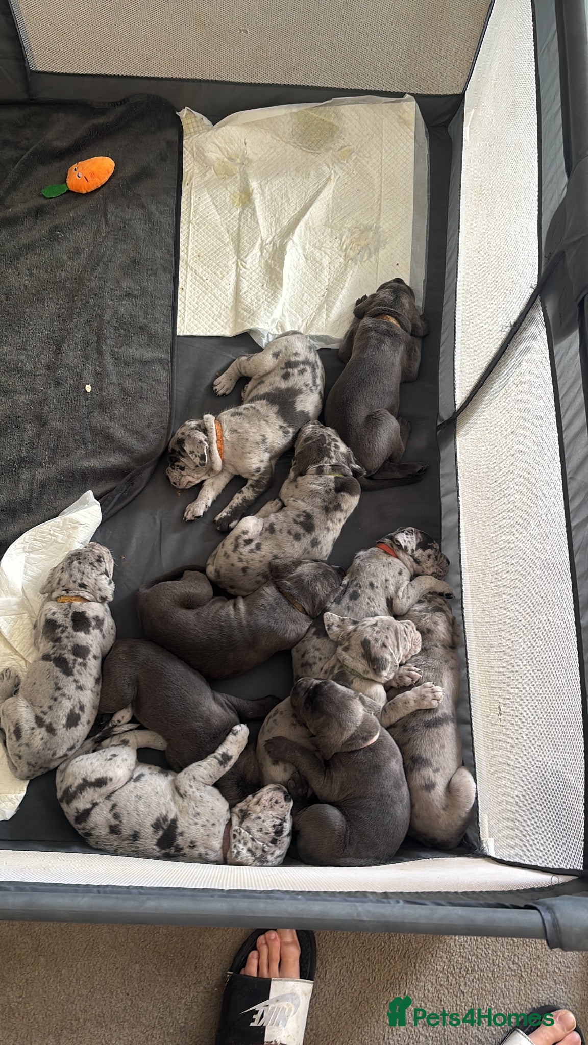 Cane Corso dogs MERLE & BLUE CANE CORSO PUPPIES - Advert 2