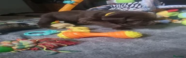 Labrador Retriever 2