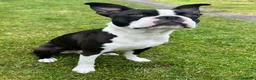 Boston Terrier dogs for sale: 🌟Quality KC Boston Terrier 9 Month old Puppy - Advert 5