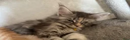 Maine Coon cats for sale: Pure mainecoon kittens DNA health tested parents.  - Advert 13