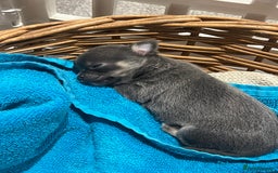 Chihuahua dogs for sale: Little girl available soon  - Image 2