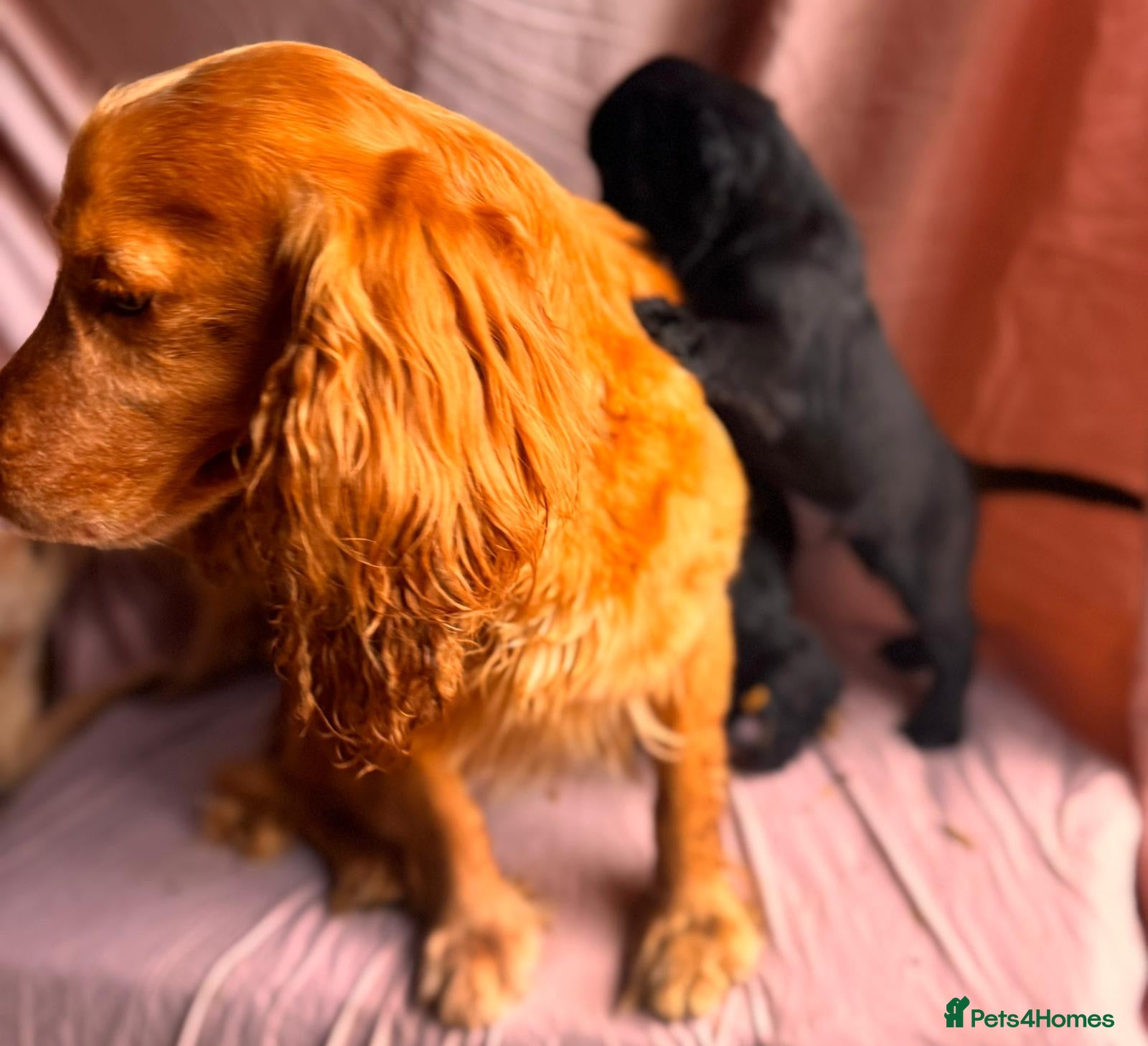 Cockapoo dogs for sale: COCKAPOO PUPS  - Advert 7