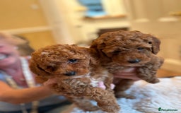 Cockapoo dogs for sale: Cockapoo Puppies - Image 5