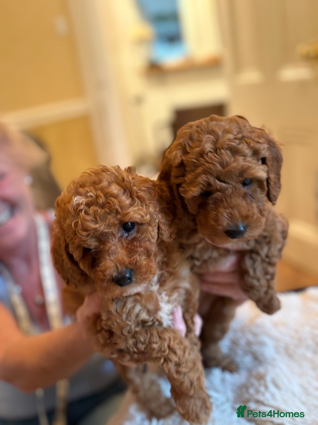 Cockapoo dogs for sale: Cockapoo Puppies - Image 5