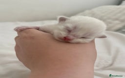 Ragdoll cats for sale: BLUE POINT RAGDOLL KITTENS! - Image 9