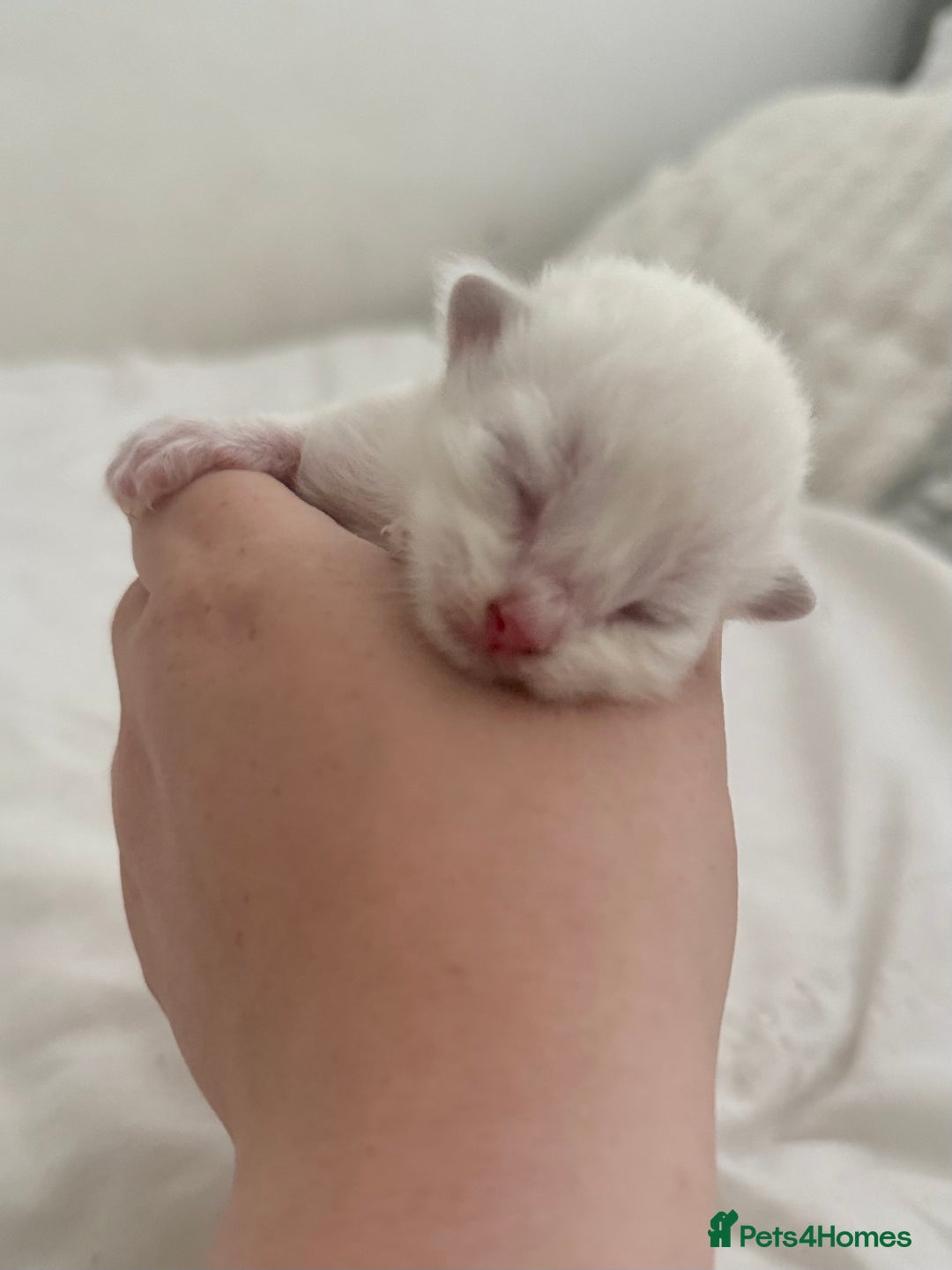 Ragdoll cats for sale: BLUE POINT RAGDOLL KITTENS! - Image 9