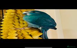 Parrots birds for sale: Parrot  - Image 2