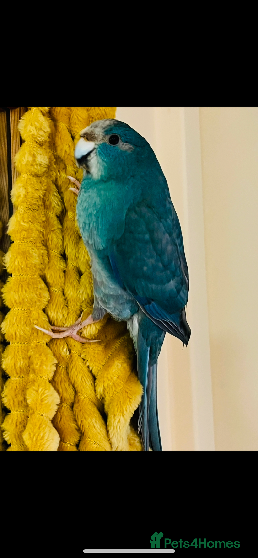 Parrots birds for sale: Parrot  - Image 2