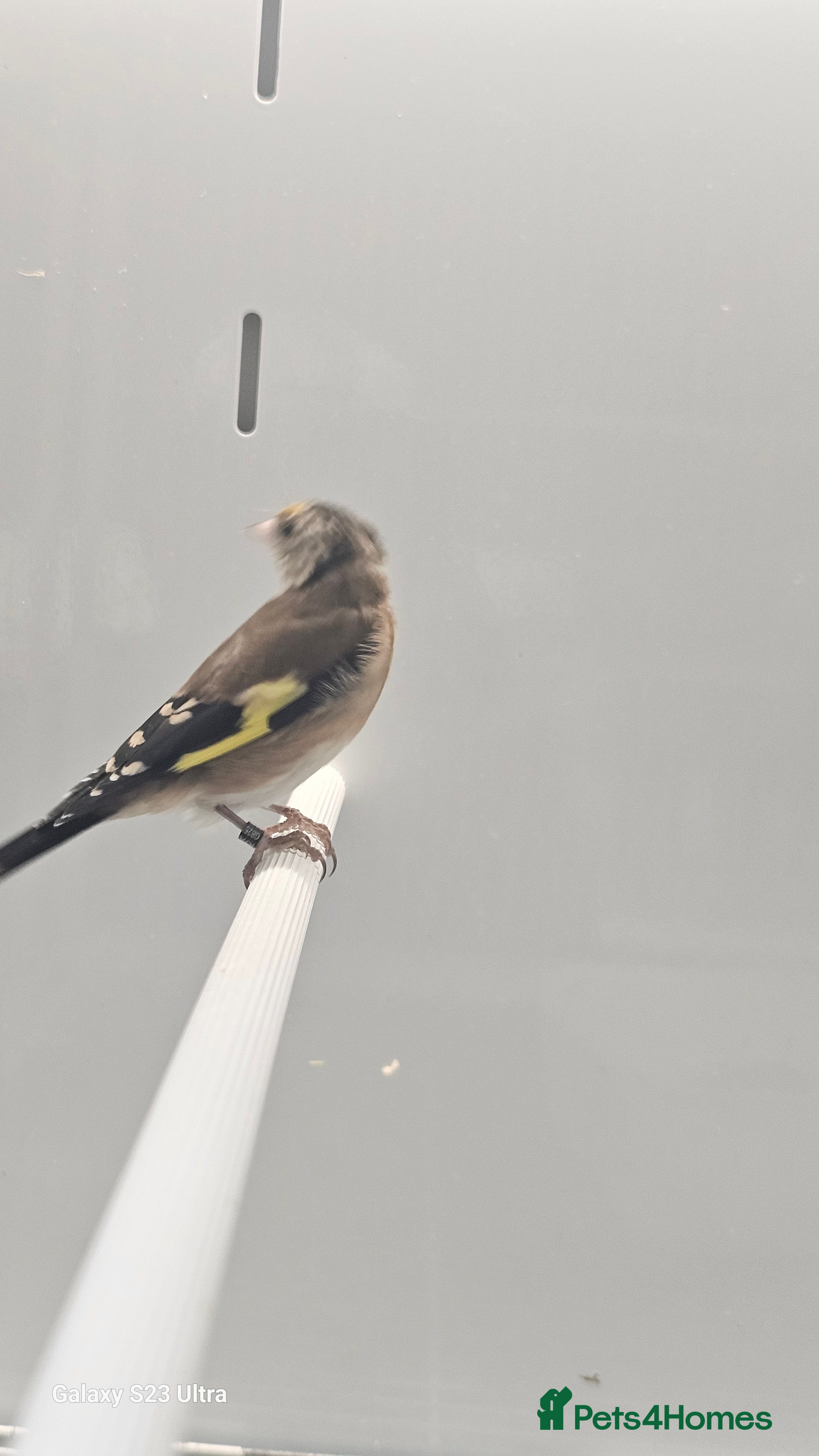 Finches birds Goldfinch greenfinch  - Advert 2