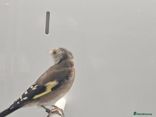 Finches birds Goldfinch greenfinch - Advert 2