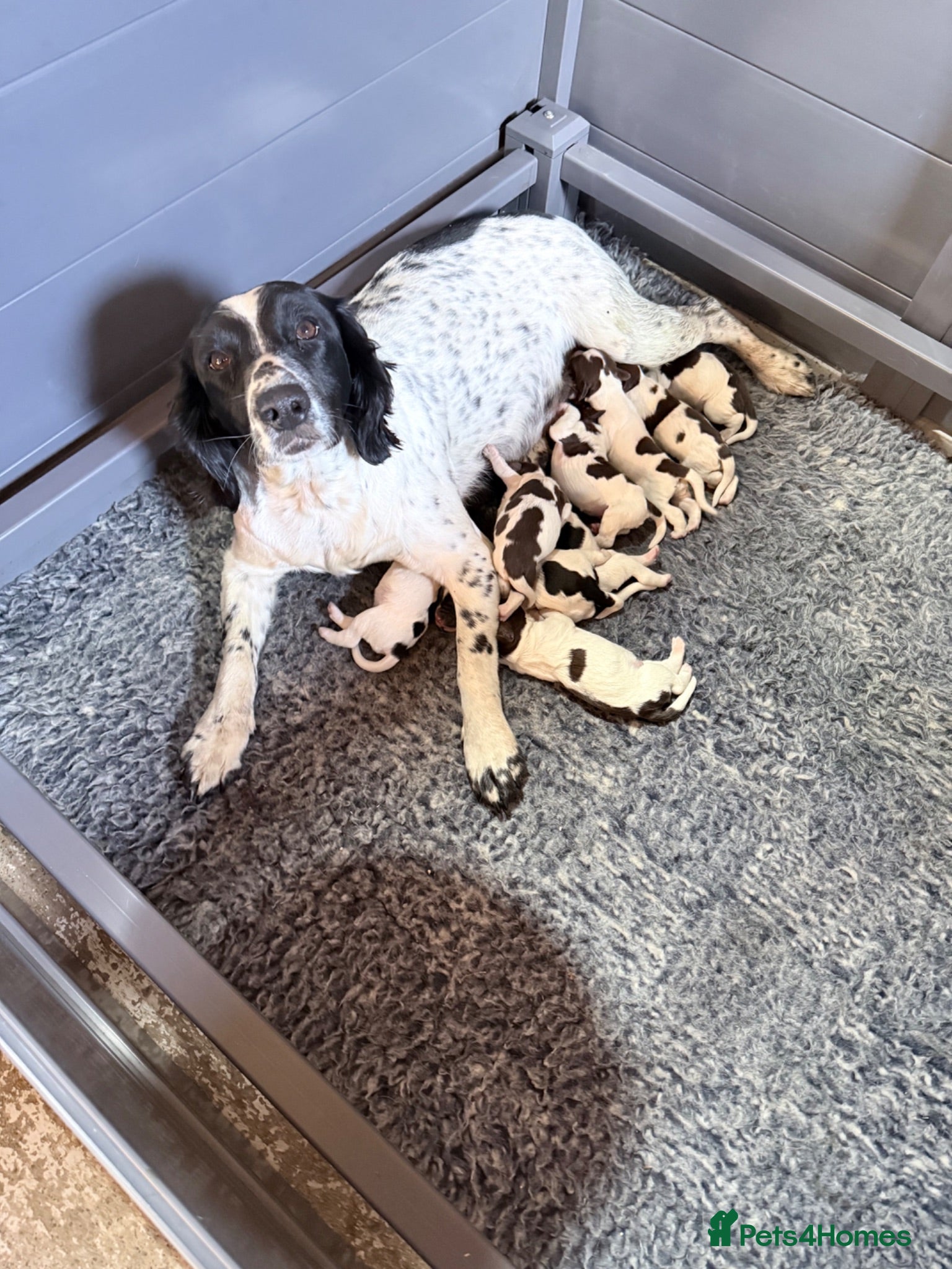 English Springer Spaniel dogs Beautiful Springer Spaniel Puppies - Advert 2