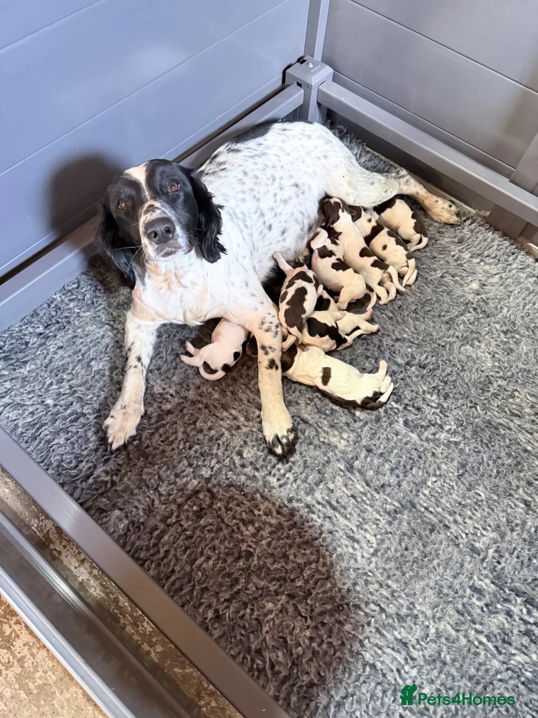 English Springer Spaniel dogs for sale: Beautiful Springer Spaniel Puppies - Advert 2