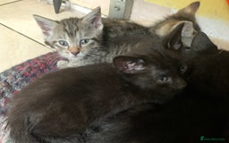 Mixed Breed cats for sale: Mixed Siamese cross kittens - Image 7