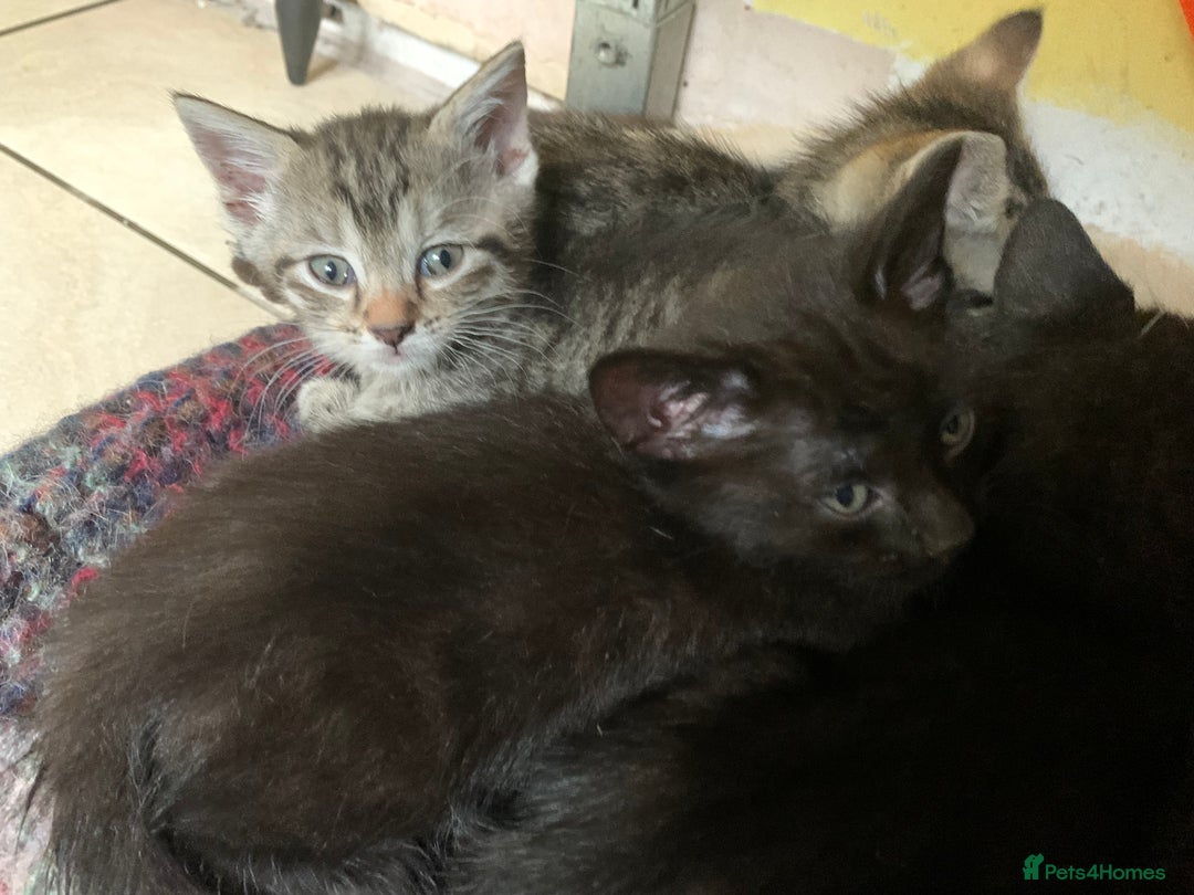 Mixed Breed cats for sale: Mixed Siamese cross kittens - Image 7