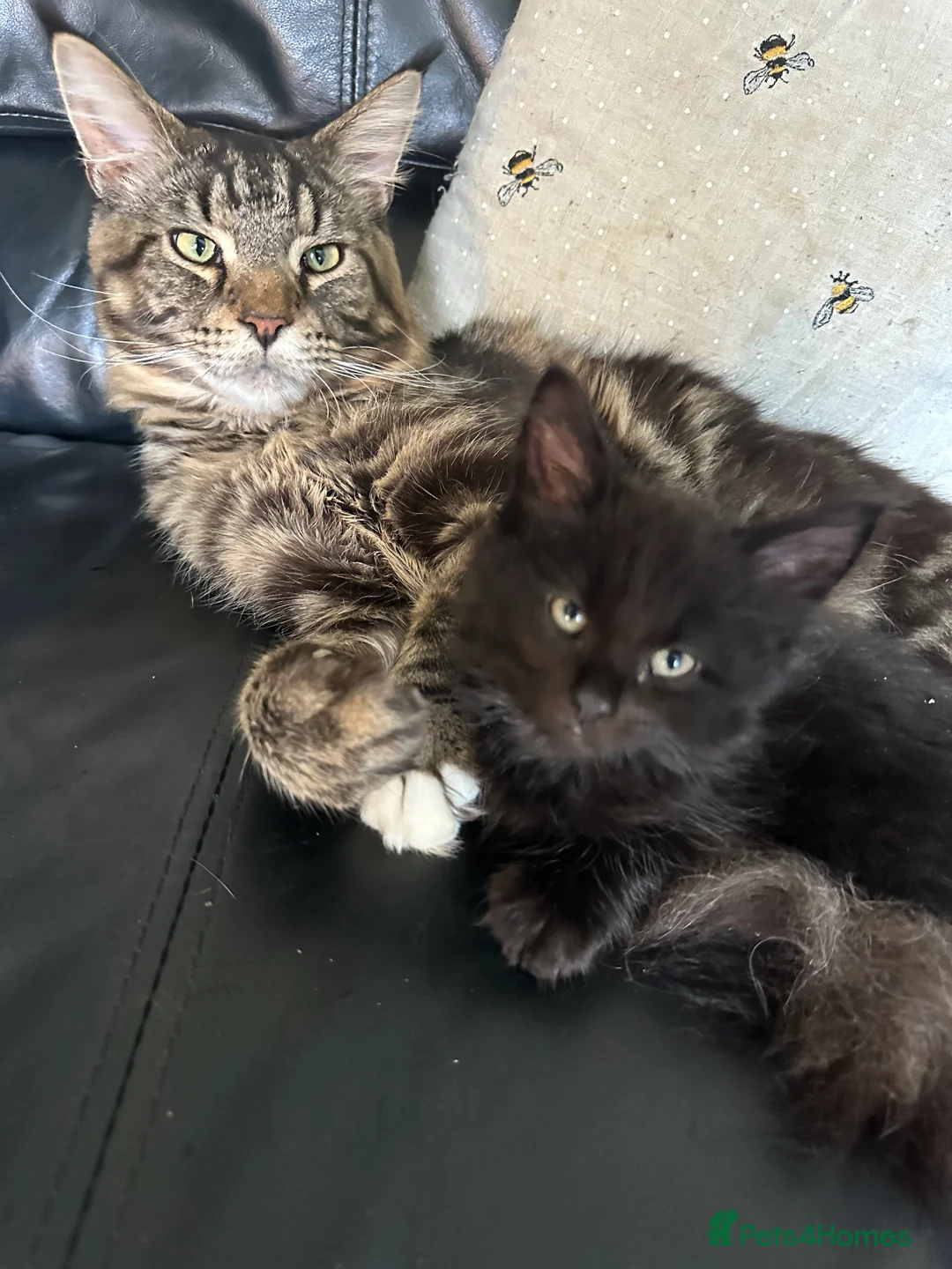 Maine Coon cats for sale: Maincoone kittens  - Advert 7