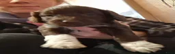 Sproodle dogs for sale: Chocolate Merle Sproodles - Advert 3
