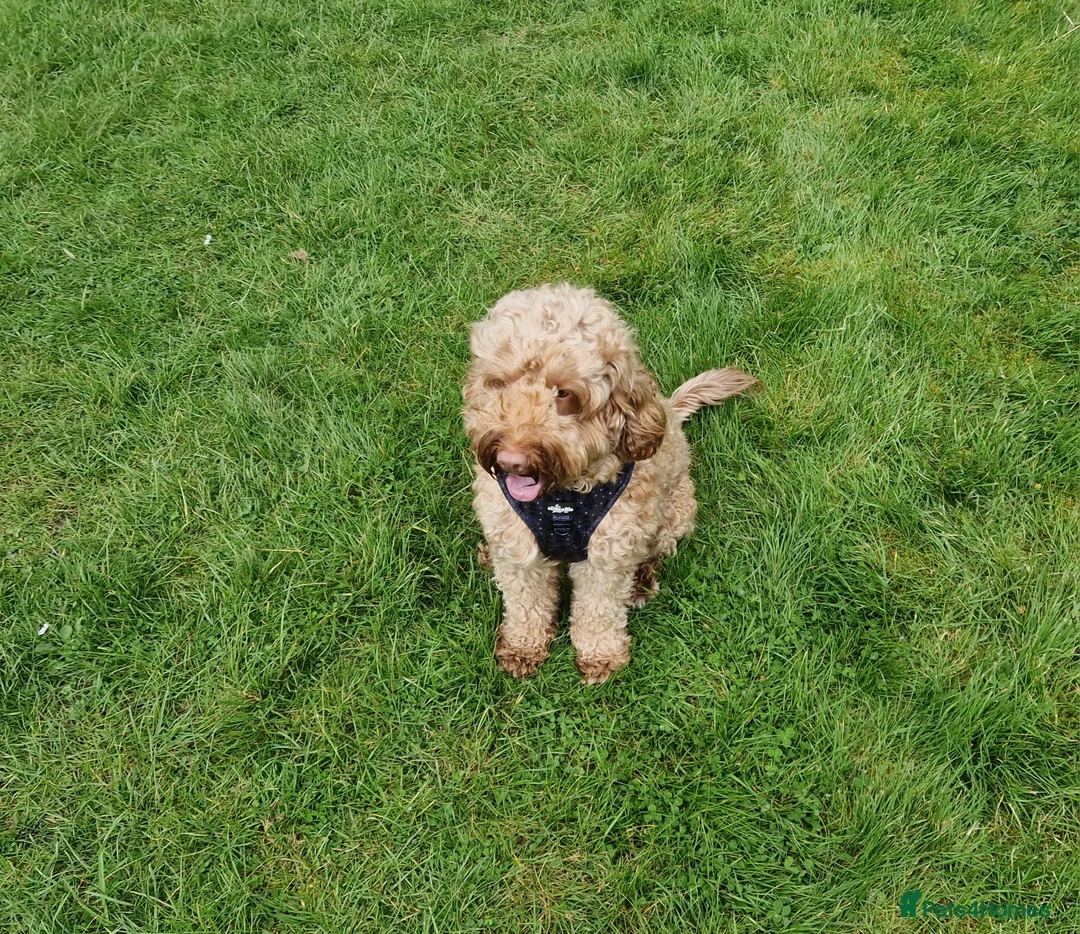 Cockapoo dogs for stud: *PROVEN* DNA TESTED F/F Gene Red Cockapoo Stud in Coventry - Advert 7