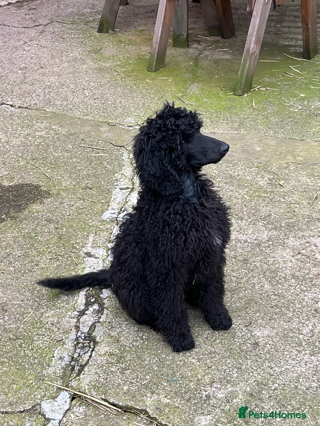 Standard Poodle dogs for sale: Margot in Harrogate - Advert 3