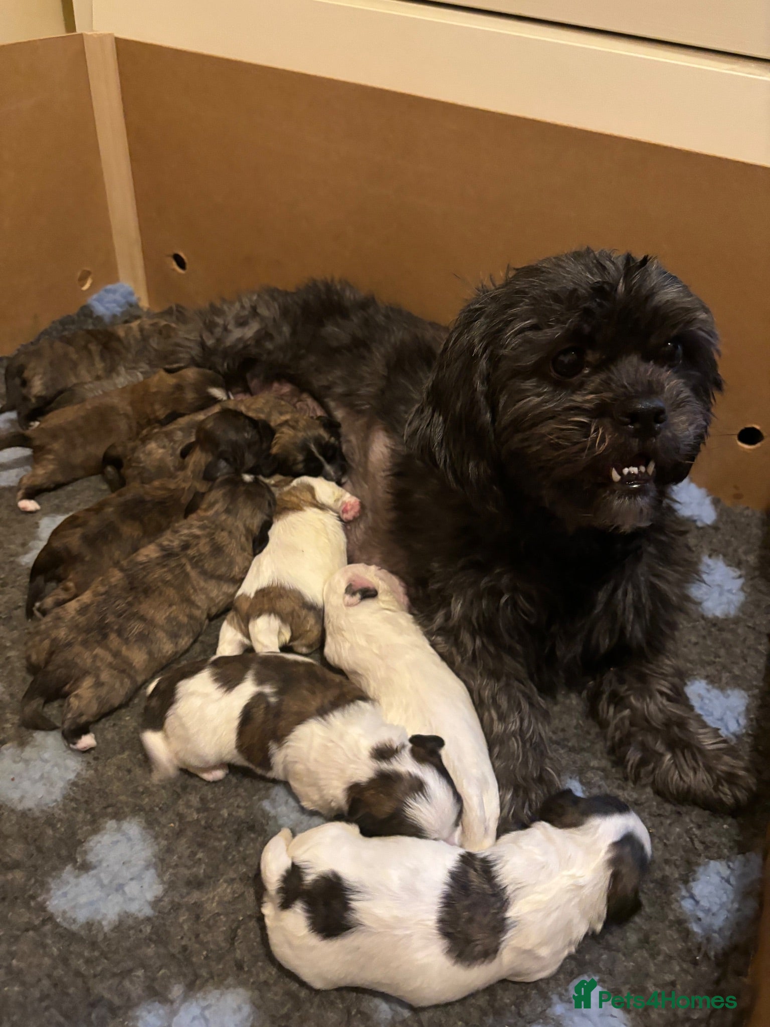 Zuchon dogs Zuchon puppies looking for forever home £650 - Advert 16