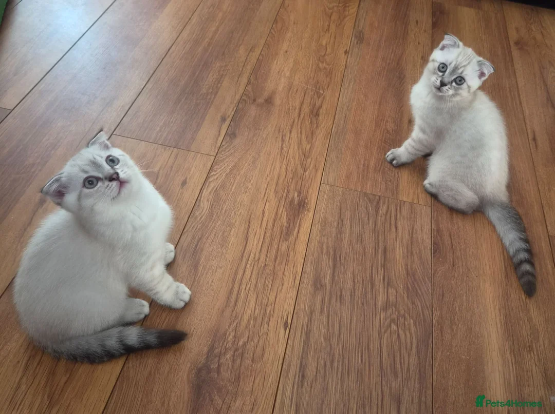 Scottish Fold cats for sale: Scottish Fold - Advert 2