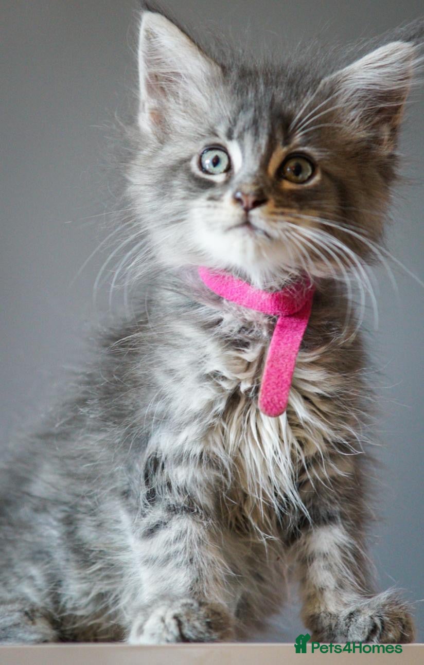 Maine Coon cats Reduced full breed Mainecoon kittens ready now  - Advert 5