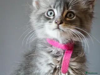 Maine Coon cats Reduced full breed Mainecoon kittens ready now - Advert 5