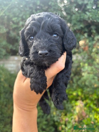 Cockapoo dogs - Advert 6