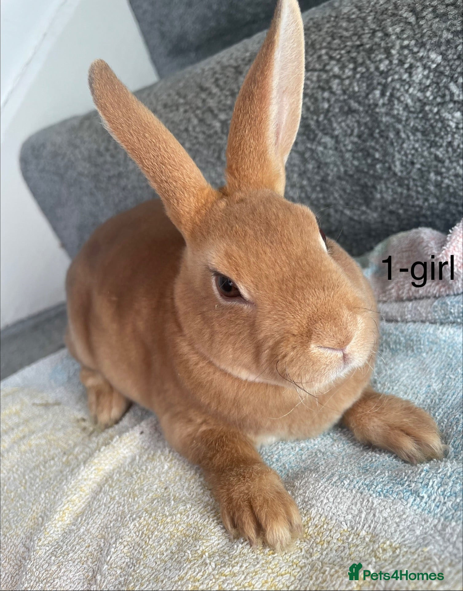 Rex rabbits for sale: 🐰 8 week old Pure bred mini Rex 🐰  - Advert 22
