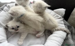 Ragdoll cats for sale: Ragdoll-lovely kittens - Image 20