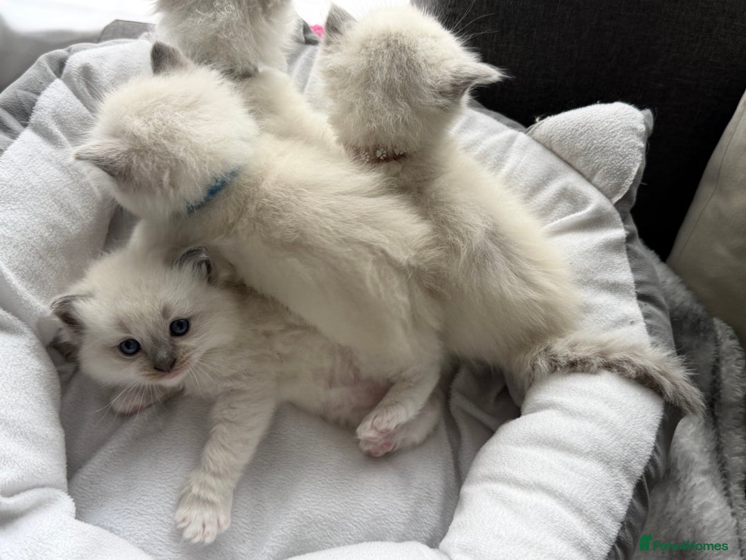 Ragdoll cats for sale: Ragdoll-lovely kittens - Image 20