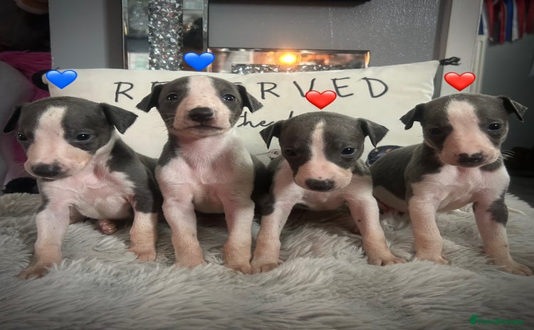 Whippet dogs - Advert 3