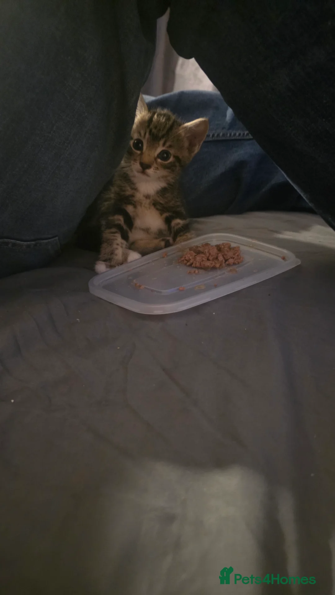 Mixed Breed cats for sale: Savannah X Domestic kittens - Advert 17