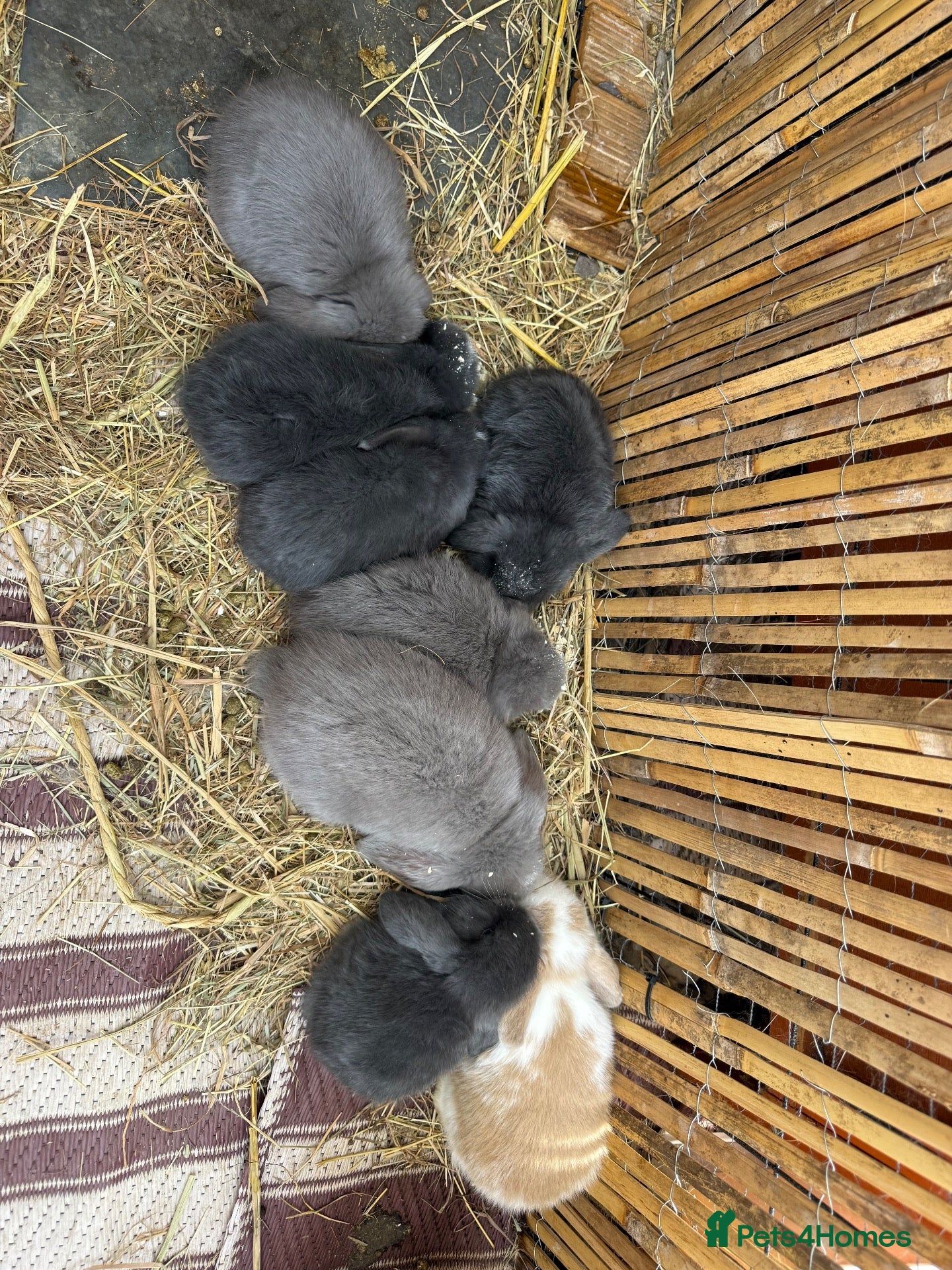 Mini Lop rabbits 1 x Pure Mini Lop Buck left 🩶 - Advert 1