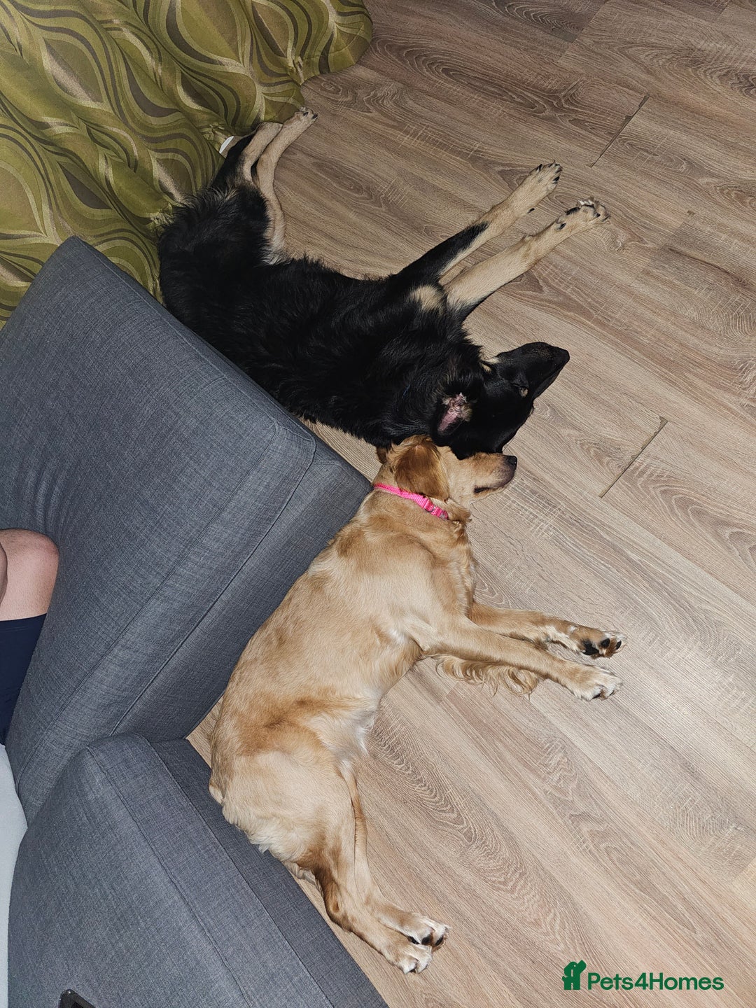 German Shepherd dogs for stud: Beautiful German shepherd for STUD - Advert 10