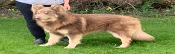 German Shepherd dogs for stud: Proven kcreg Isabella and tan stud dog  in Dundee - Advert 5